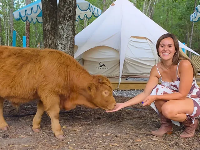 A Highland cow at a Florida glamping farm
