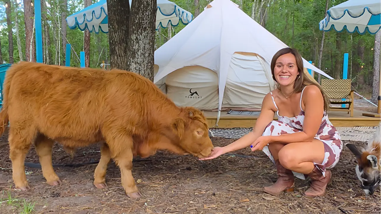 A Highland cow at a Central Florida glamping farm