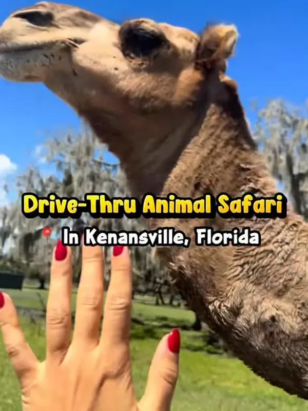 Instagram reel of airboats and gators at Wild Florida in Kenansville