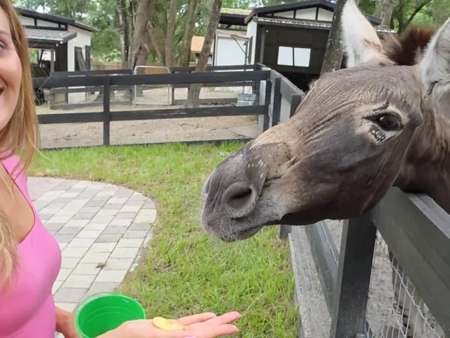Animals at Terra Verde Farm in Apopka