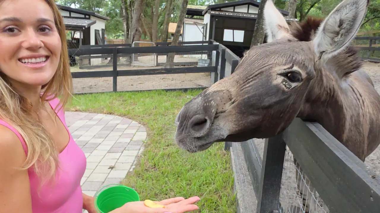 Animals and open fields at Terra Verde Farm in Apopka
